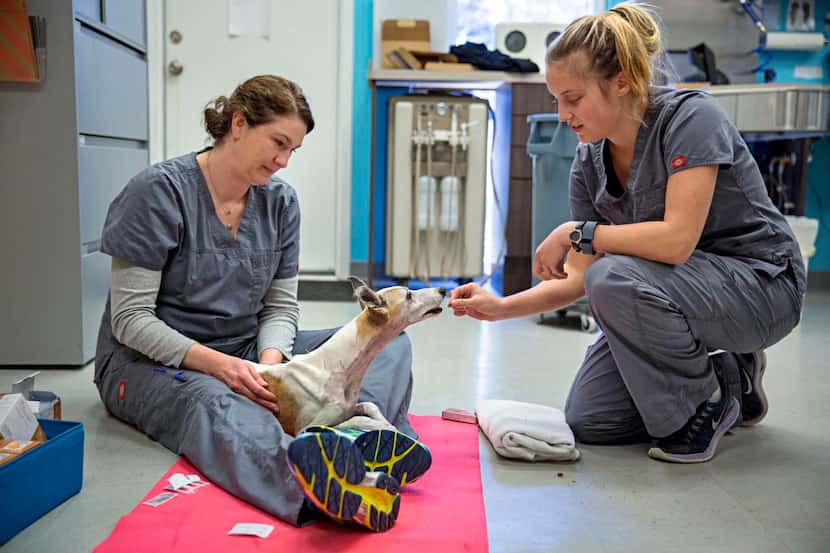 
Dr. Brittney Barton (left) and Amanda Sircy work with Nikki, a 16-year-old whippet, during...