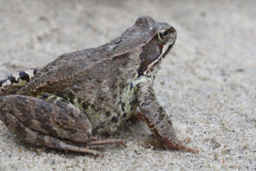 Common toads are very efficient at pest control. Don't poison them with toxic garden chemicals.
