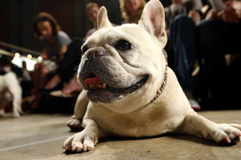 FILE - Lola, a French bulldog, lies on the floor prior to the start of a St. Francis Day...