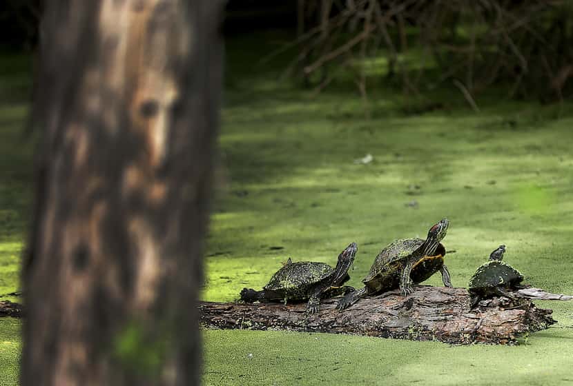 Turtles on a fallen limb in one of the ponds at the Trinity River Audubon Center in Dallas...
