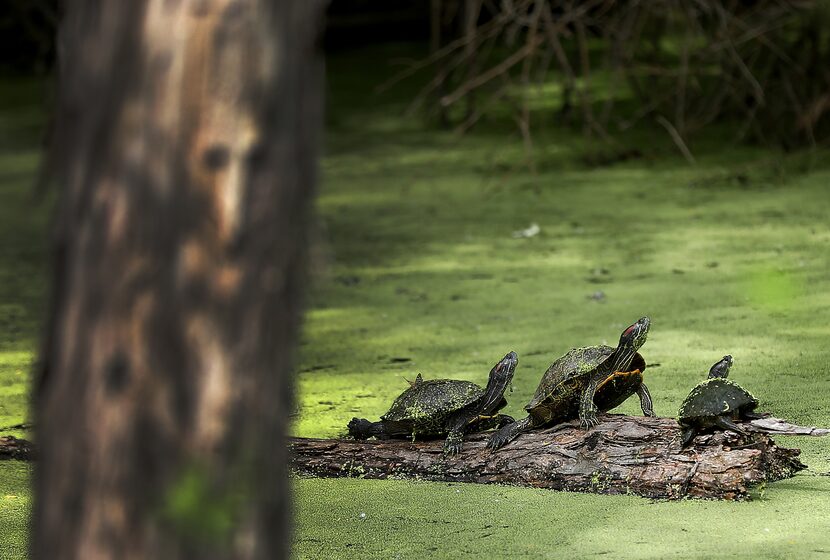 Turtles on a fallen limb in one of the ponds at the Trinity River Audubon Center in Dallas...