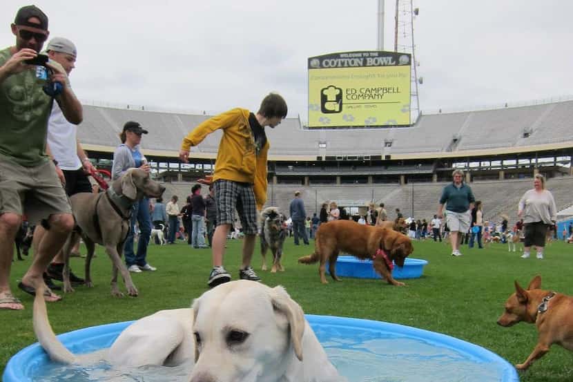 This year's Dog Bowl is Sunday in Fair Park. (2013 File Photo/Tatia Woldt)