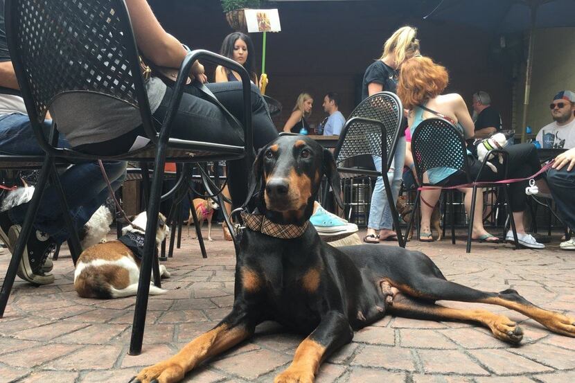 Pooches stretched out at Twilite Lounge during a previous Pup Crawl benefiting Dallas Pets...