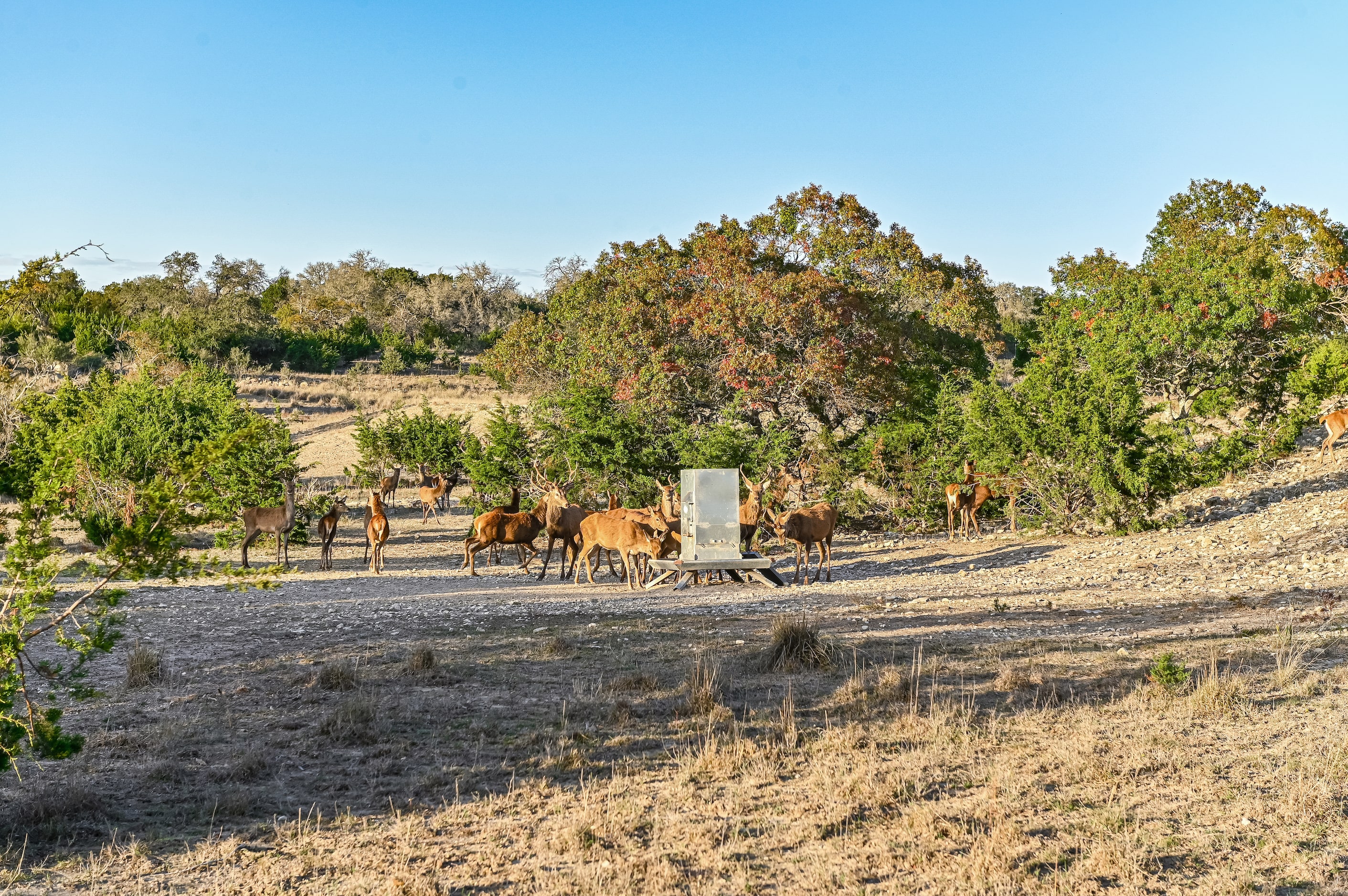 An 886-acre Texas ranch with homes dating back to the 1850s is on the market. The asking...