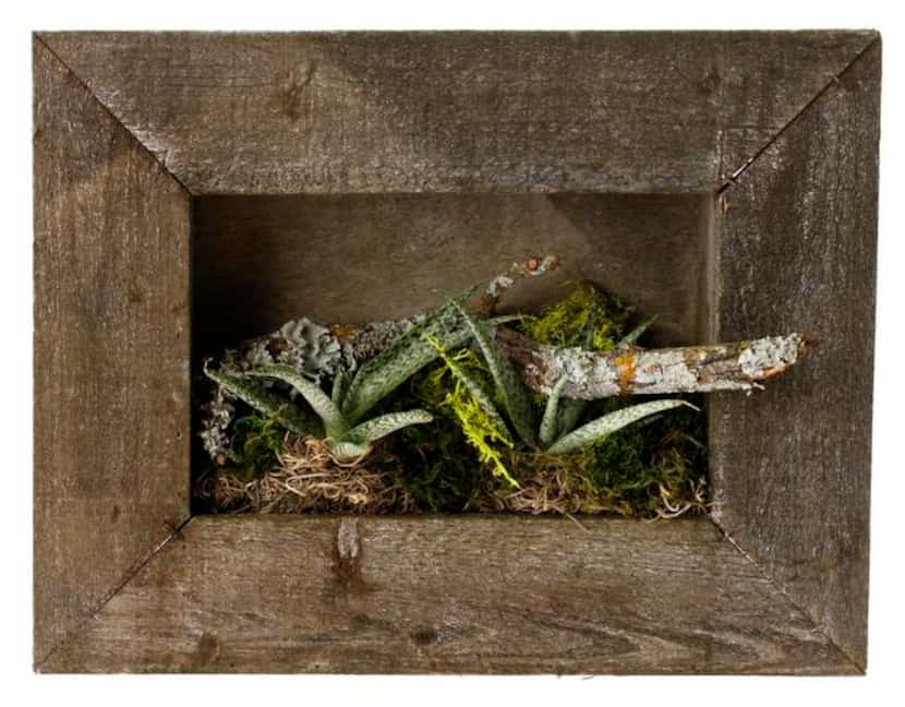 
Live Trends Designs’ wall-mounted planter of weathered wood holds succulents, mosses and...