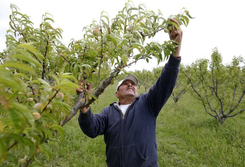 Jonas Martinez pulled peaches to thin out the tree for a better crop at Larken Farms Orchard...