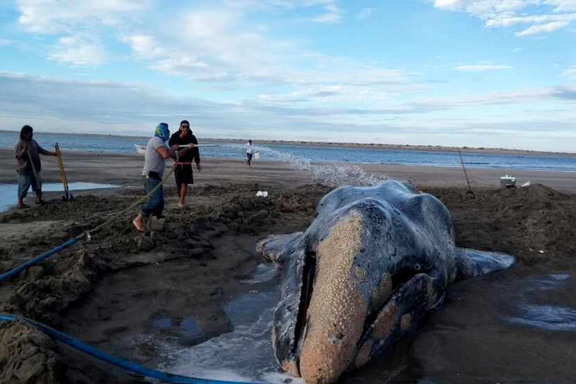 Luego de tres días se logró devolver al mar a esta ballena gris varada en Baja California...
