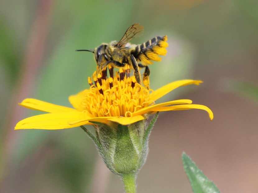 
A native bee sporting yellow abdominal hair uses bits of leaves in its nest.
