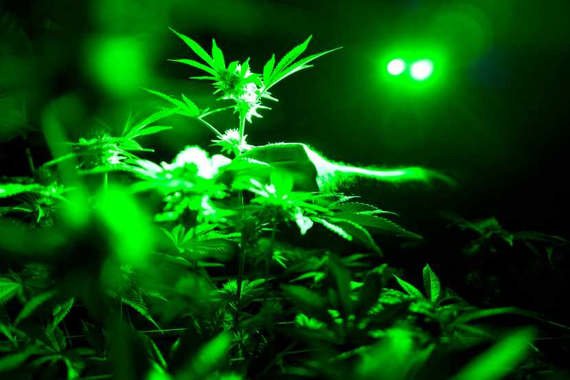 Esta foto de archivo del 20 de mayo del 2019 muestra plantas de marihuana dentro de un...
