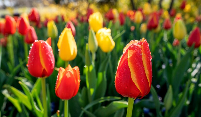 Dewdrops glisten on orange and yellow tulips at the Dallas Arboretum.