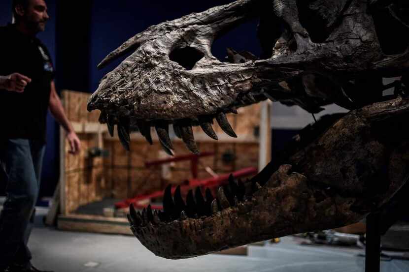 Un cráneo de un tiranosaurio está en medio de una disputa legal en Fort Worth. (AFP/GETTY...