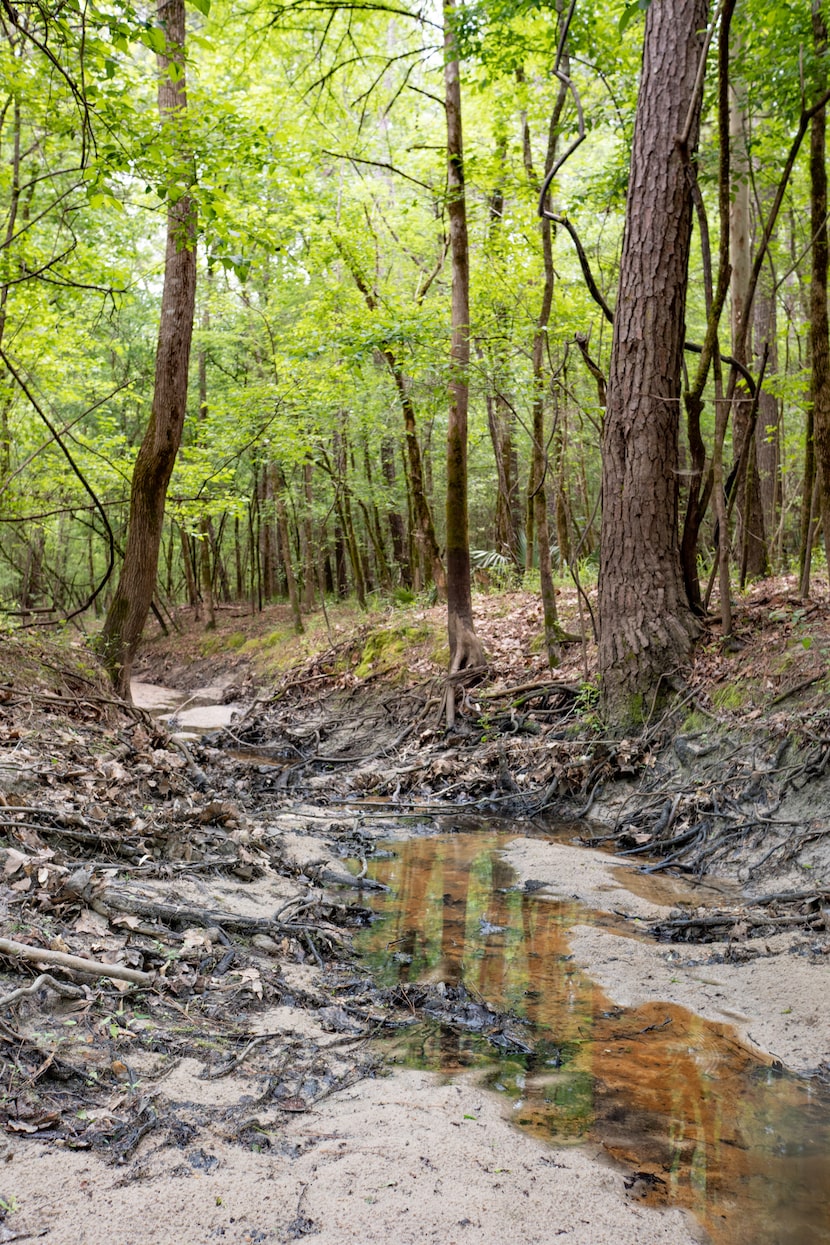 About 45 miles from downtown Houston, the 1,700-acre Davis Hill State Natural Area stretches...