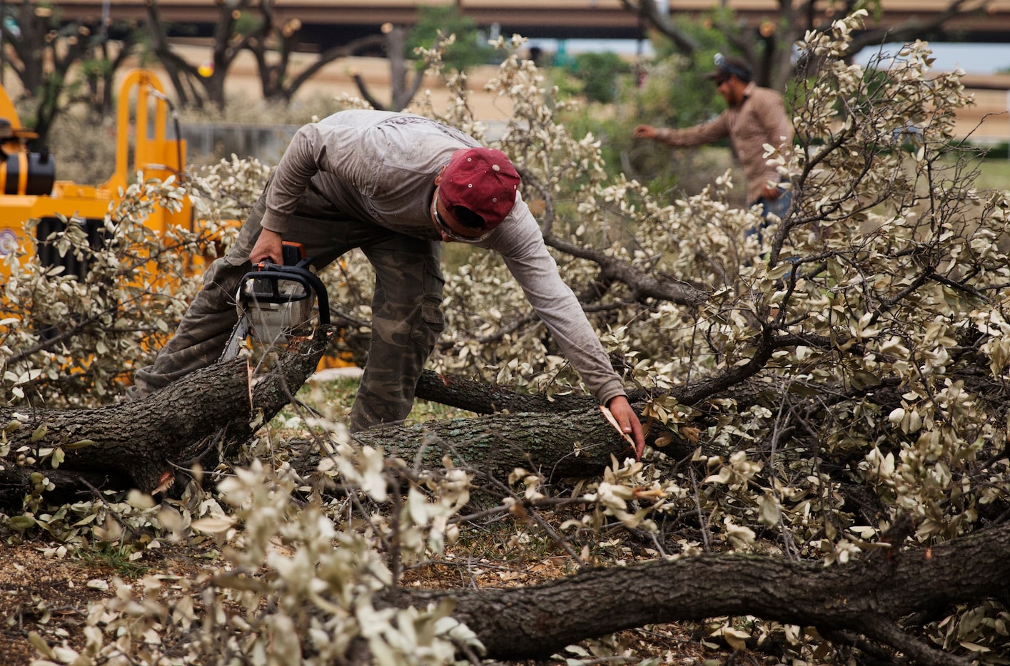 Workers remove the oak trees that line Forest Lane on Friday June 2, 2017. (Tailyr...