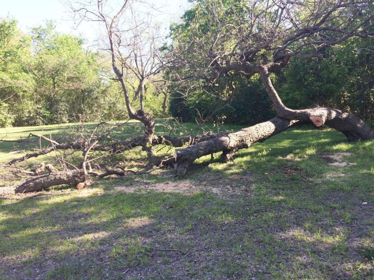 The tree cut down in the 900 block of Peavy Road on Thursday. The tree is beloved by...