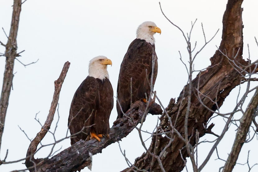 A pair of bald eagles sit on a tree branch near White Rock Lake, Monday, May 13, 2024, in...