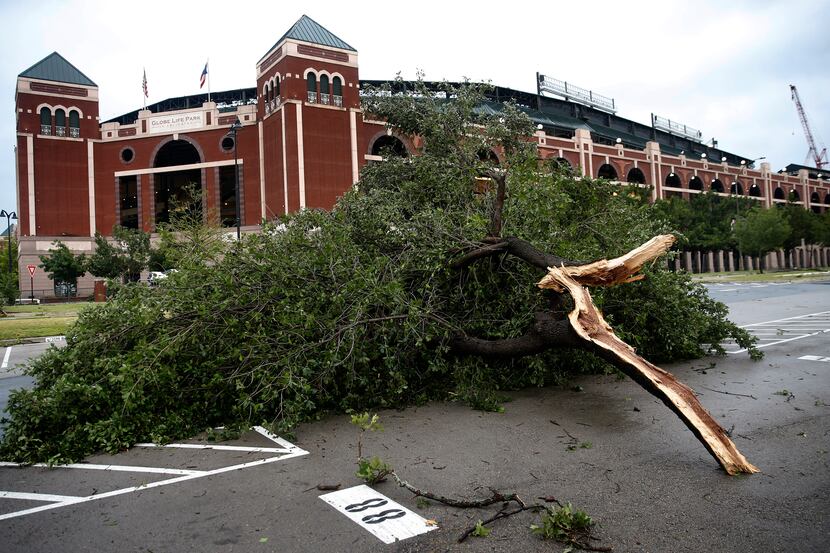 A large oak tree limb landed about 100 yards from its trunk, landing in the parking lot...