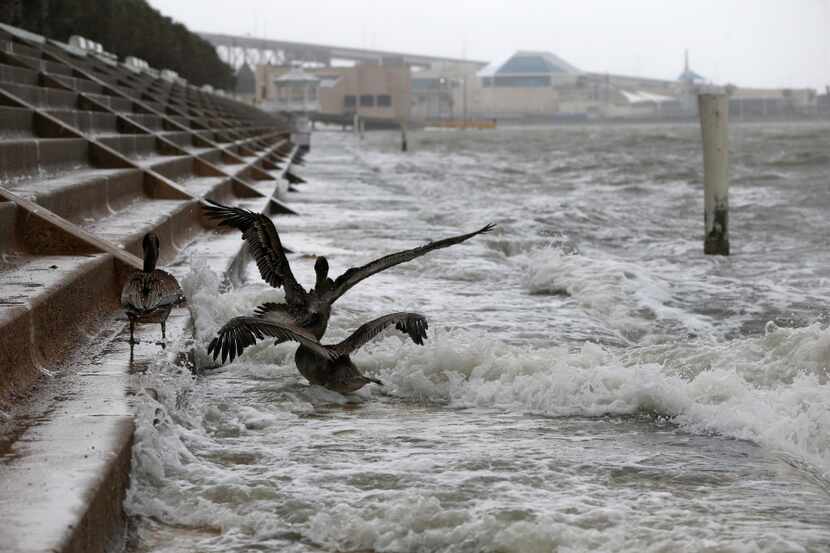 Pelicans battle the wind and waves as Hurricane Harvey hits Shoreline Blvd. in  Corpus...