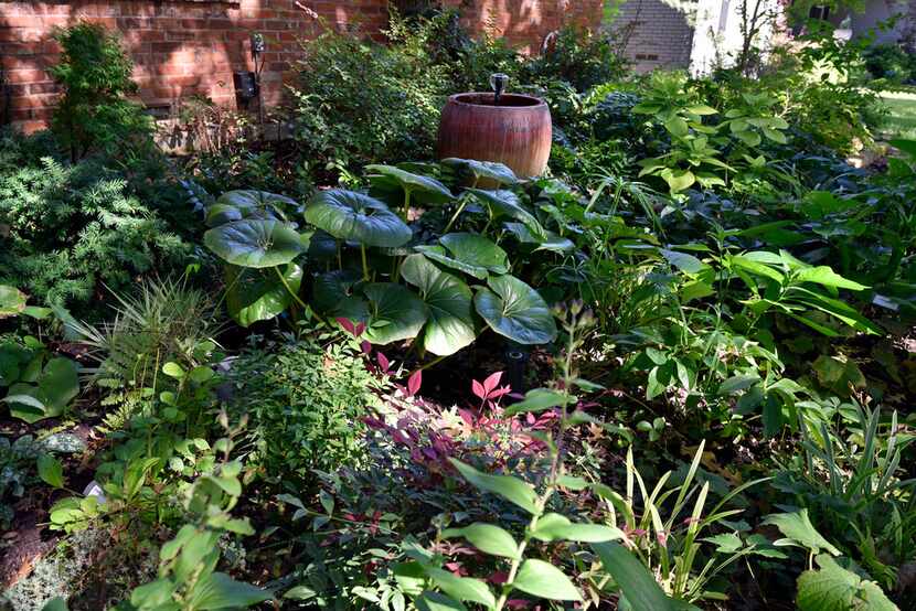 Leopard plant and nandina are planted with a variety of other greenery in the Saucedo front...