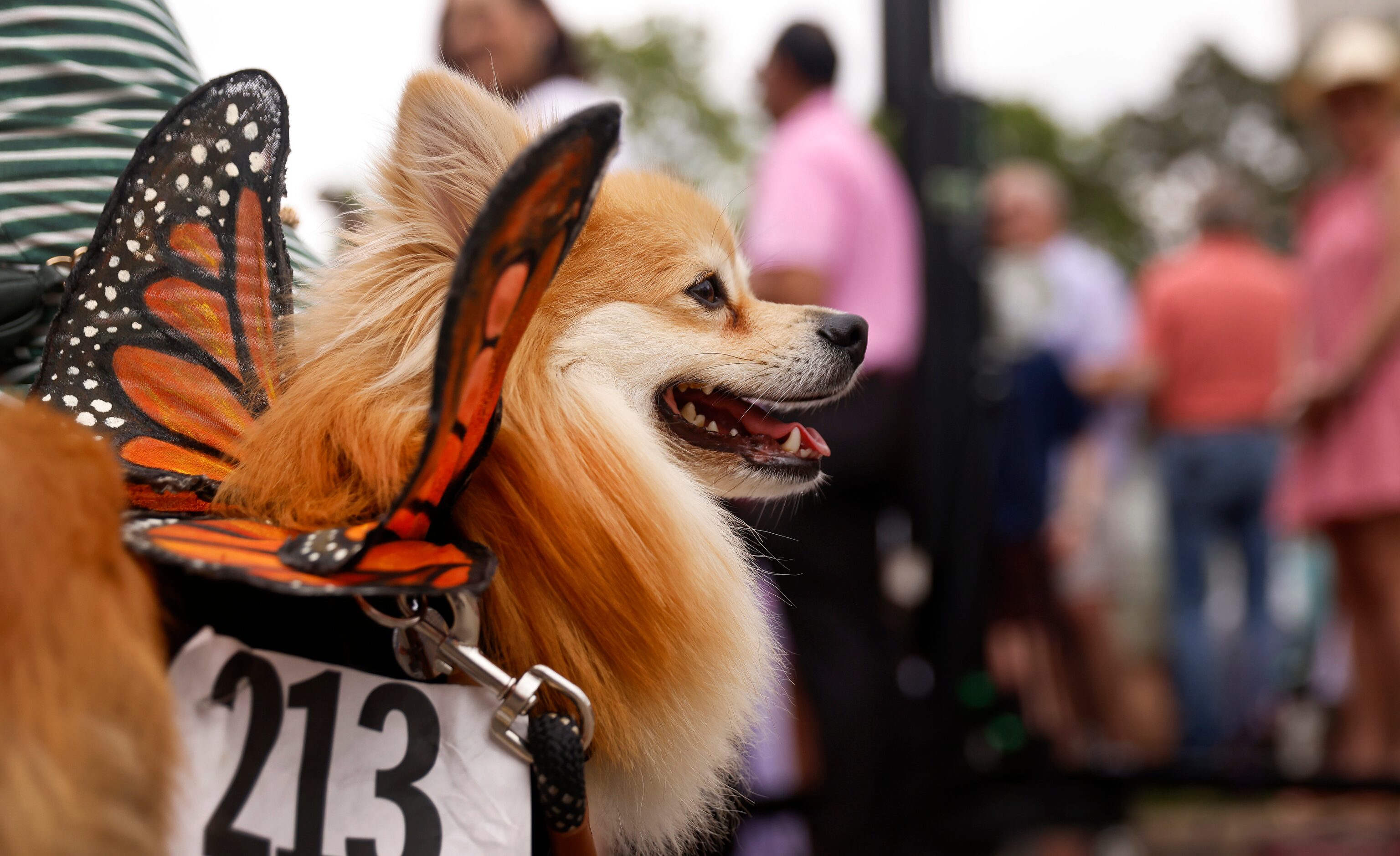 Dressed in Monarch wings, Pomeranian dog Coco owned by Natalie Staggs participates in the...