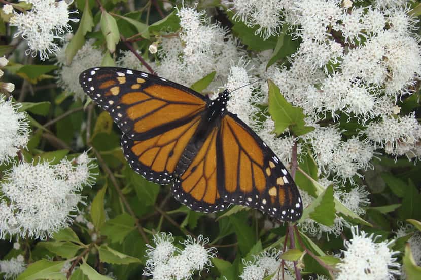 Monarch butterfly on white mistflower (Ageratina wrightii) 