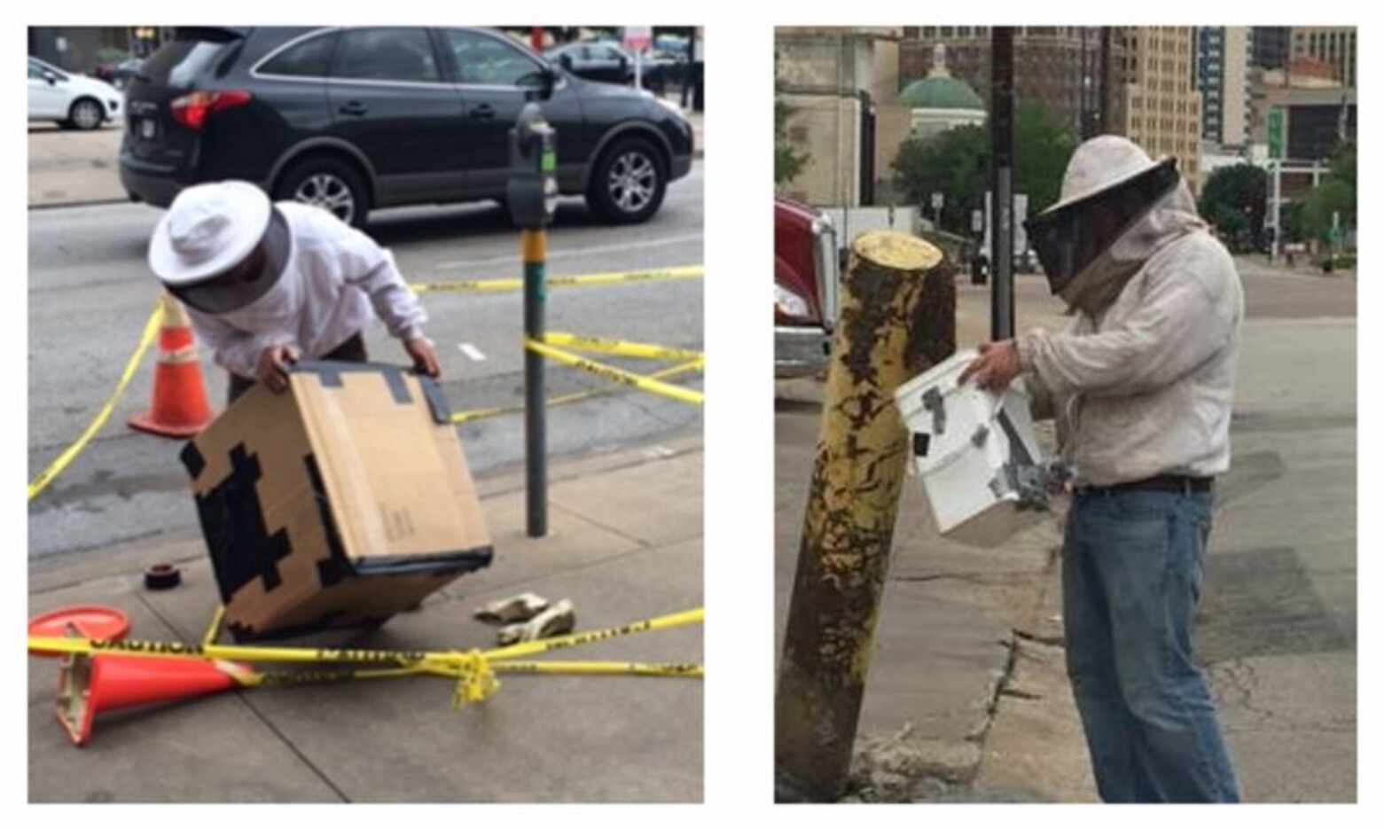 Two people collect the swarms of bees that gathered on a parking meter and post in downtown...