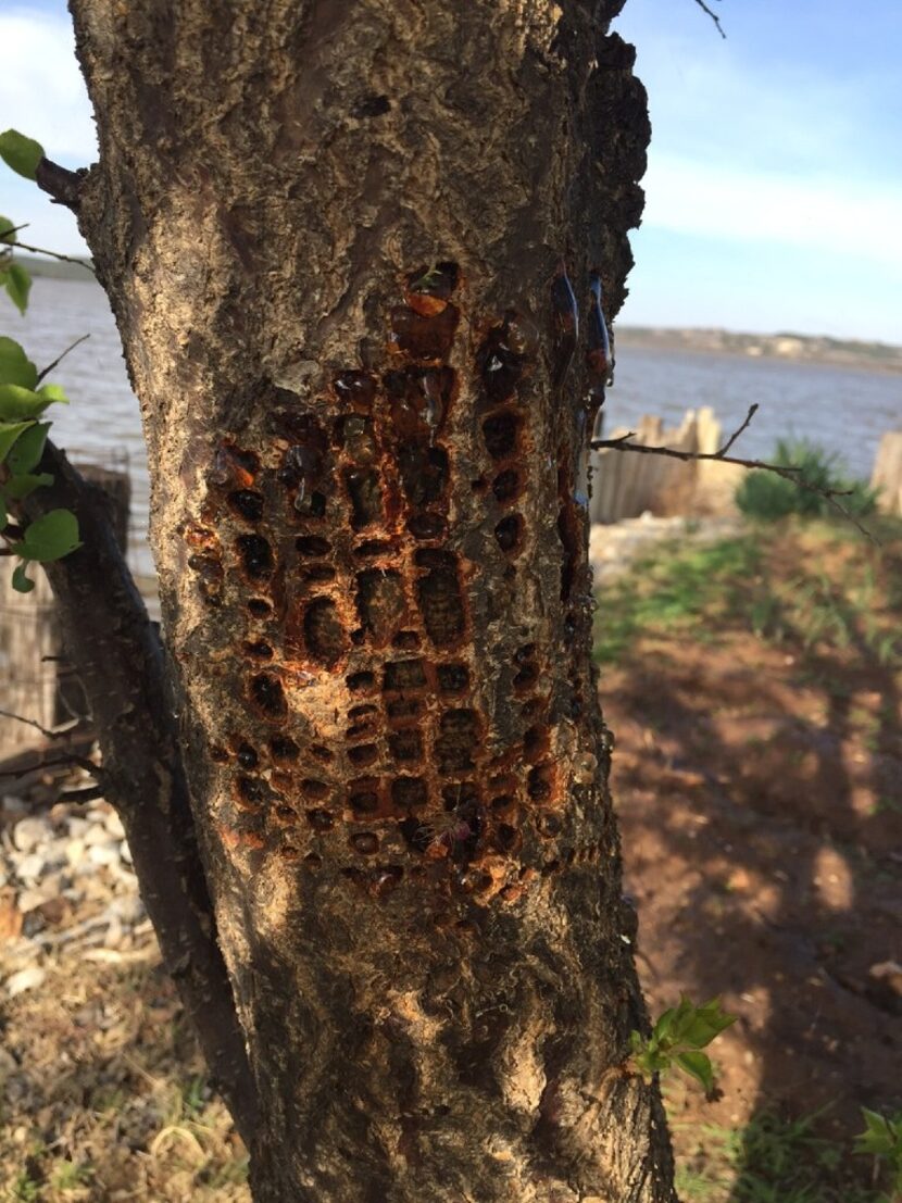 Sapsucker damage on apricot tree 