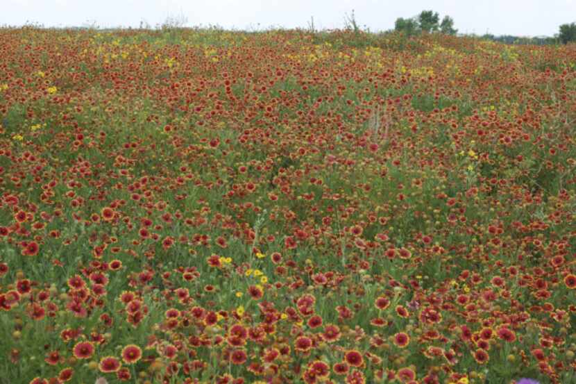 A New Year's Eve blaze at Flower Mound's namesake hill is credited with a bounty of blooms...