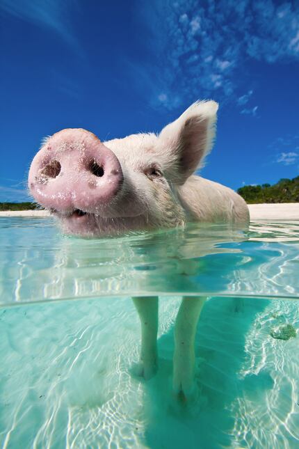 The swimming pigs actually prefer to wade. 