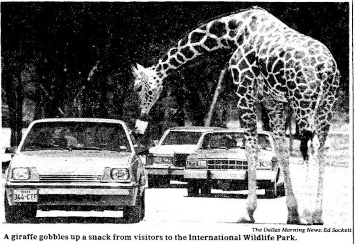 Visitors were able to feed all kinds of animals from their cars, like this giraffe in a 1984...