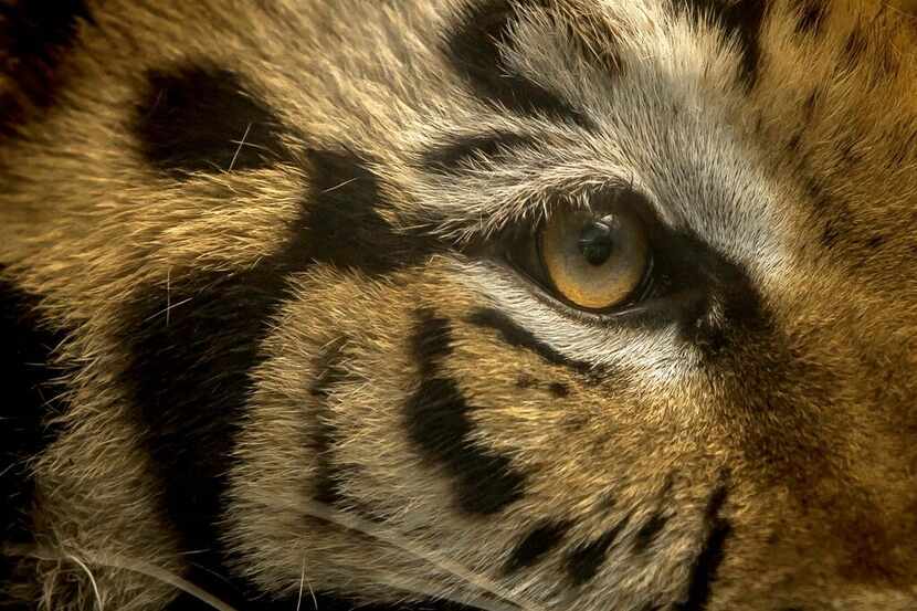 El tigre Baluma fue robado de una vivienda en Sonora.