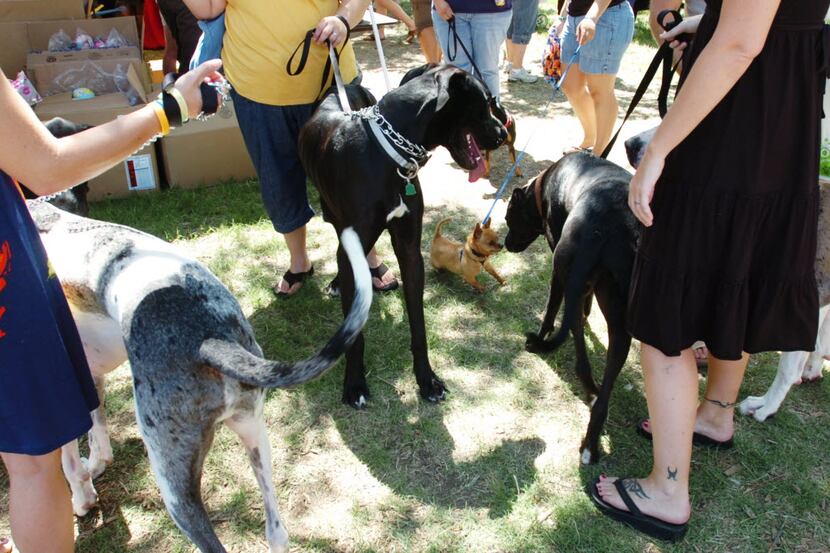 A Chihuahua investigated a group of Great Danes at the 2011 Dog Days of Denton.