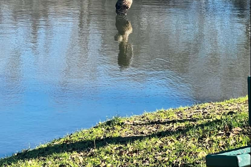 A barred owl snarled by a fishing hook hangs over a pond in McKinney.