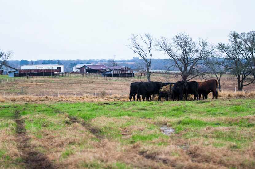 Cows feed on hay at John Stoneham's ranch on Wednesday, January 18, 2017 in Grimes County....