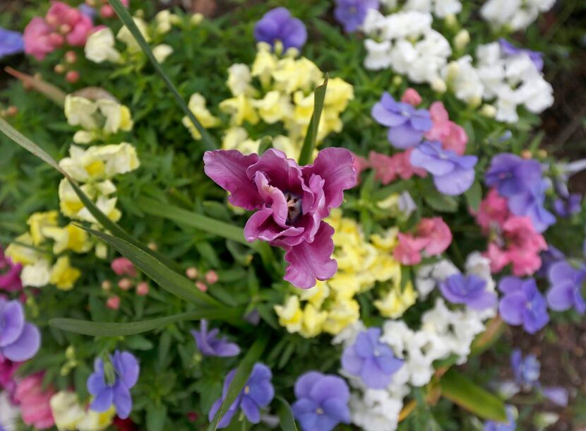 
Horticulturist Steve Chamblee keeps the gardens blooming with seasonal color. 
