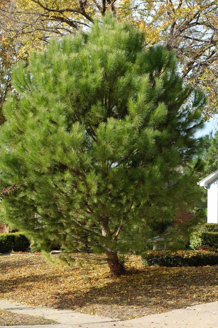 Italian stone pine after changing foliage 
