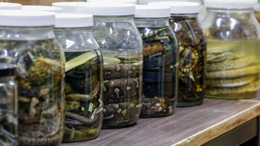 Various specimens of amphibians and reptiles sit in glass preservation jars at the Amphibian...