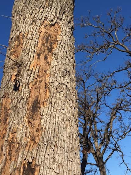 Reader photo of bark coming off of oak tree  GARRETT