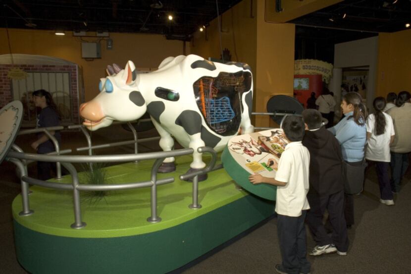 Animal Grossology at Sci-Tech Discovery Center in Frisco features an animatronic cow that...