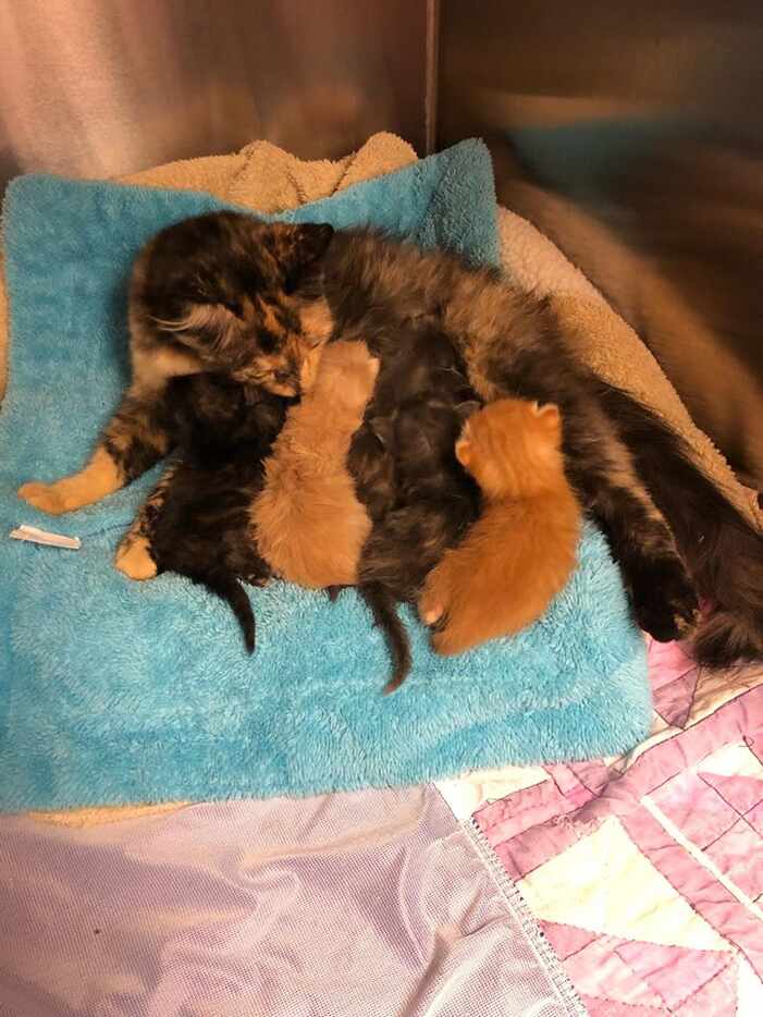 The mother cat was reunited with her babies Tuesday night after she was found in the trap...