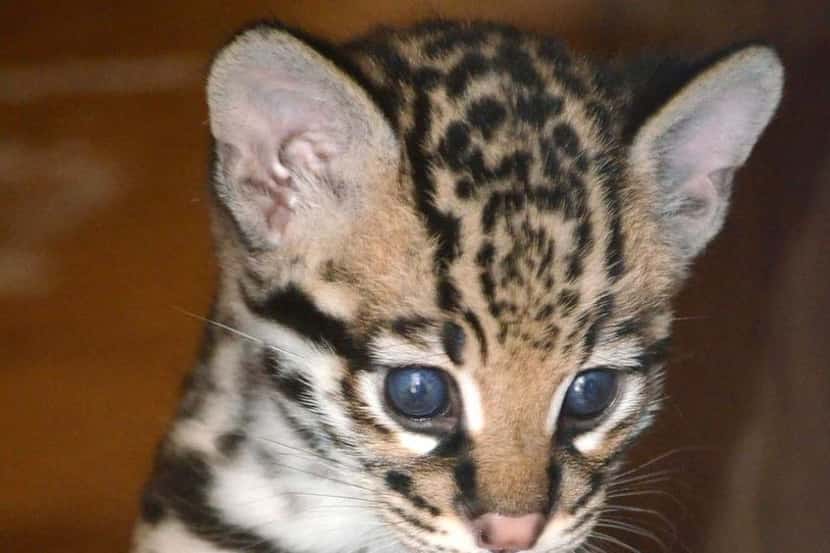 
Born March 20, the ocelot kitten is almost ready to explore its habitat — and meet Dad.
