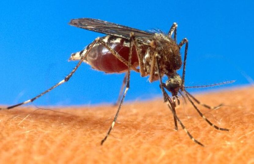 Once this aedes mosquito bites, what happens if you itch it till it bleeds? 