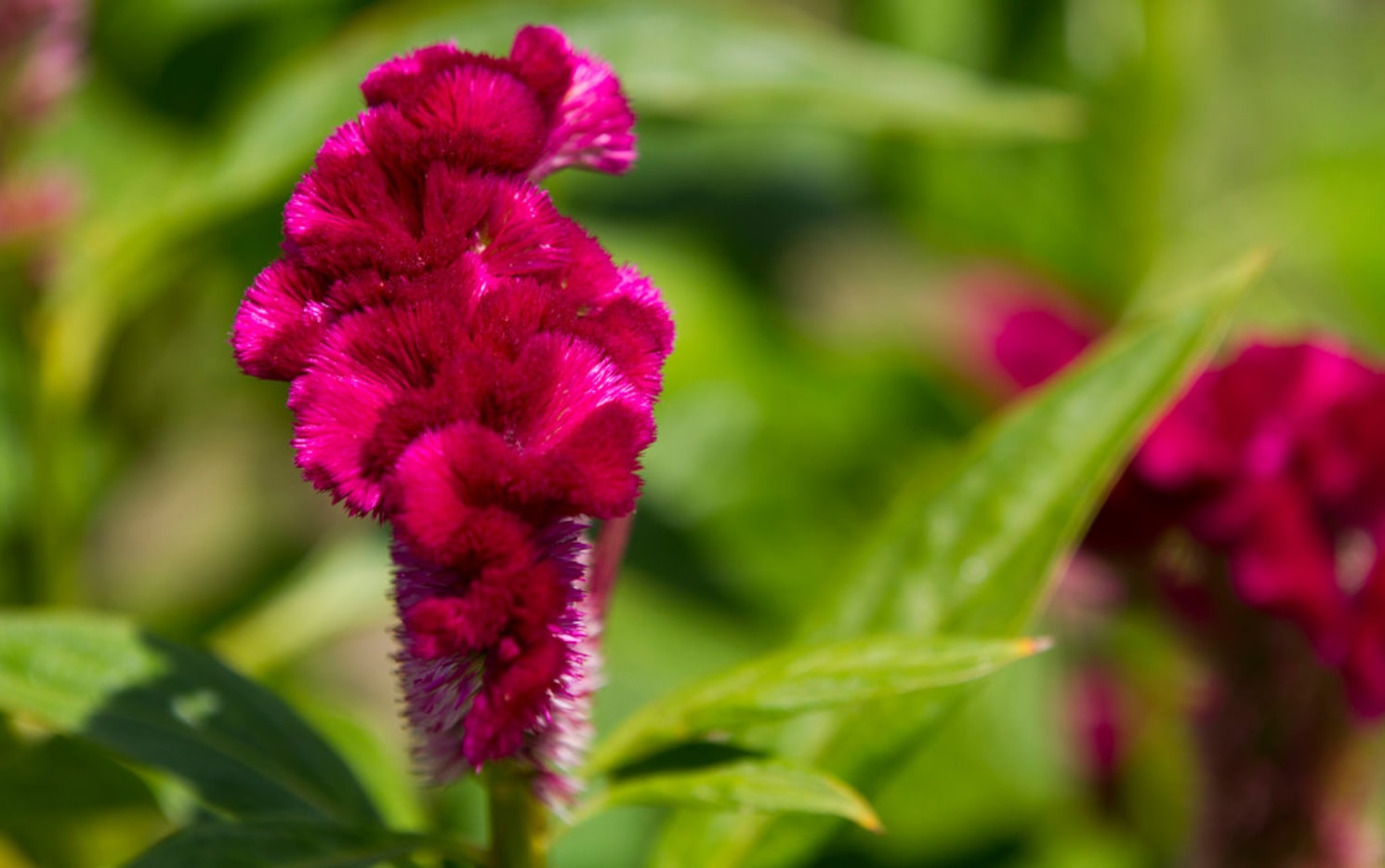 'Cramer's Rose' celosia at Tin Cup Farm in Buffalo