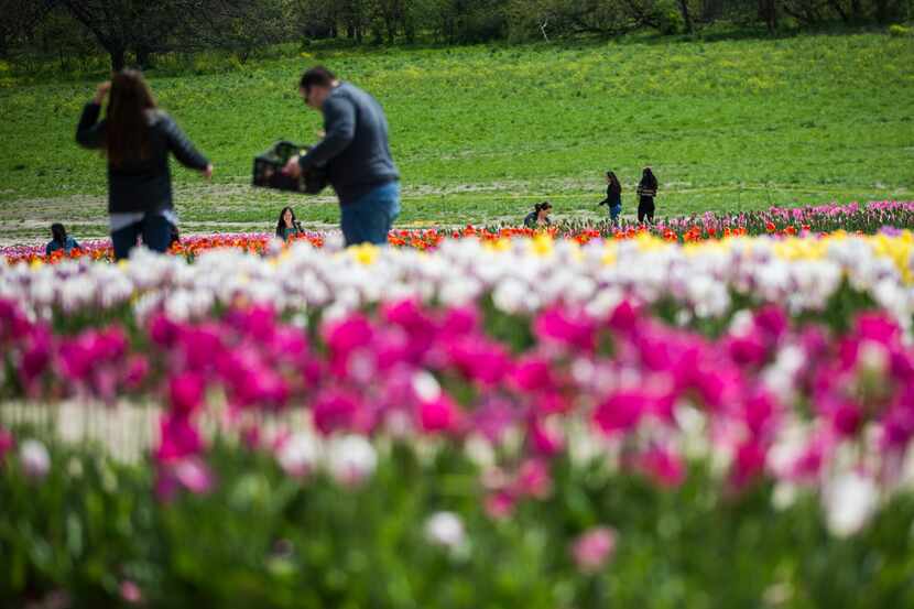 The tulips at Poston Gardens can be picked by visitors at a price of $3 a flower. A third of...