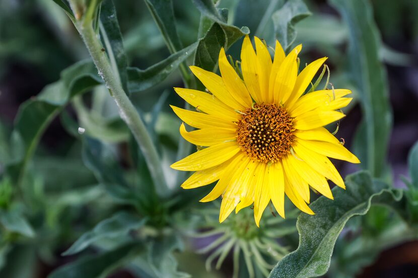 Maximilian sunflowers, some of which grow on stalks as high as 5 feet on the Oncor property,...