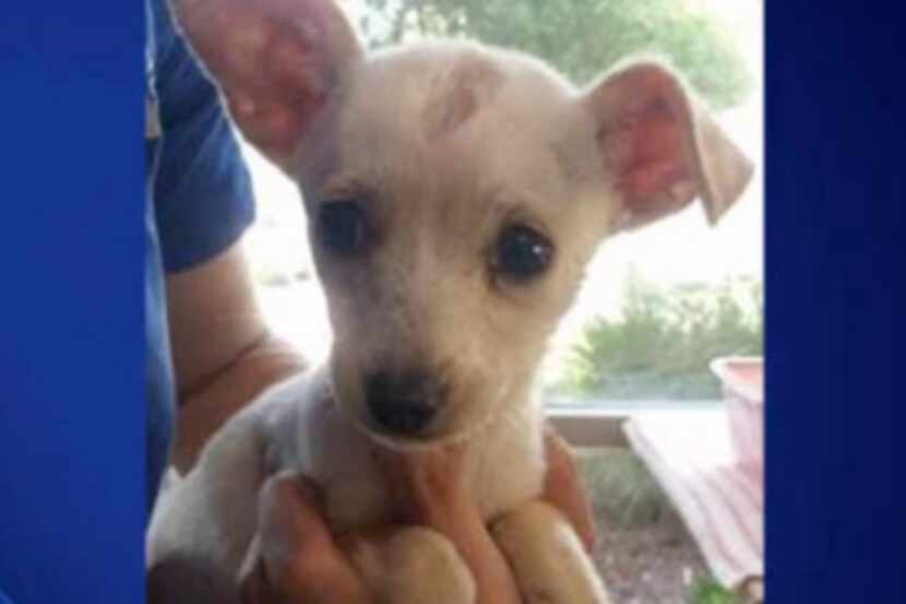 Treasure, a Chihuahua rescued from a garbage can in Cedar Hill