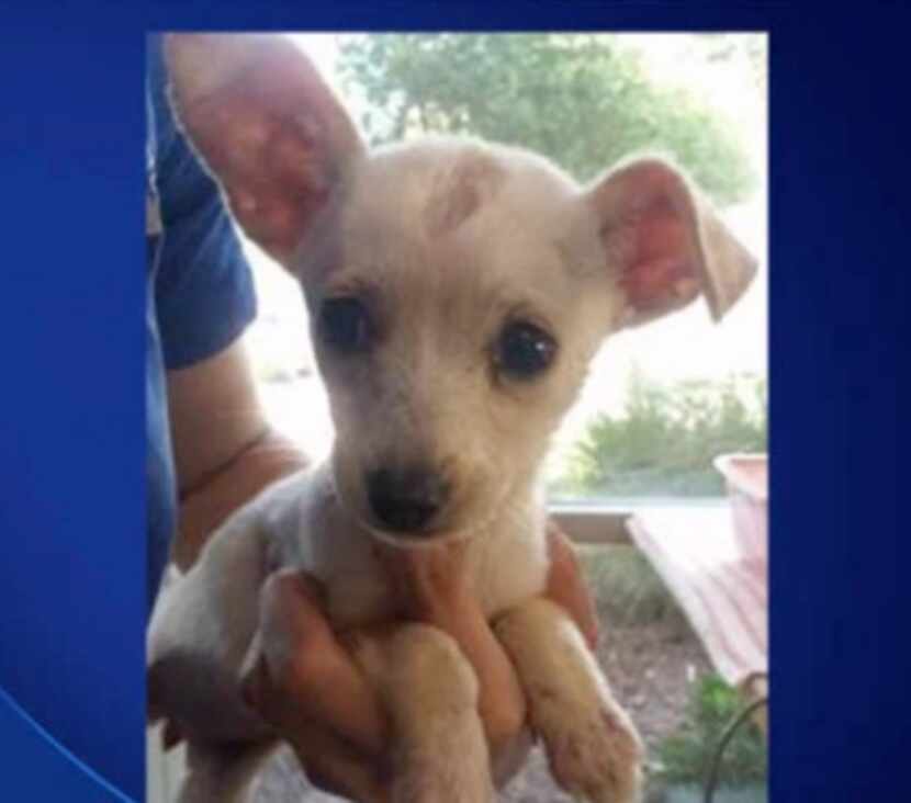 Treasure, a Chihuahua rescued from a garbage can in Cedar Hill