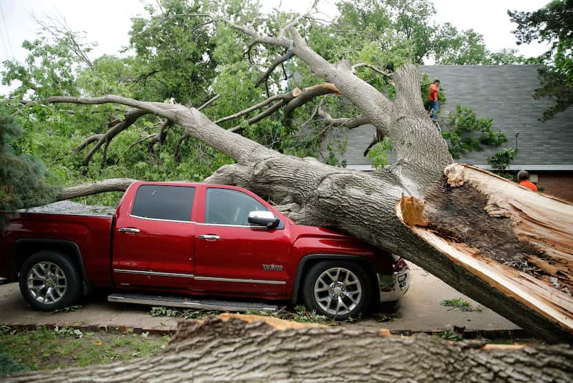 A red oak that fell as a tornado passed through Denton on April 30 crushed a pickup and...