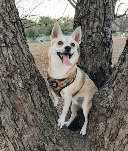 Wiley likes to jump into trees, John Baxa said.