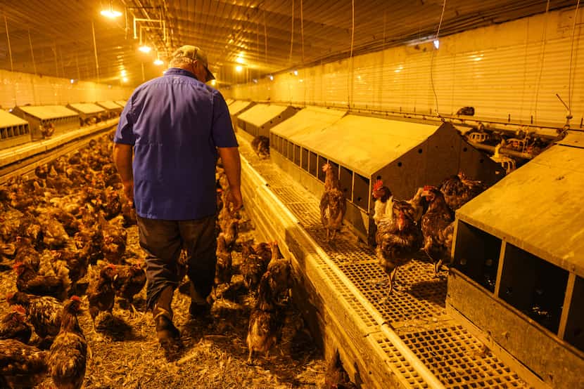Sam Miller walks around the barn at Cedar Ridge Egg Farm. Miller lost around 1,000 hens...
