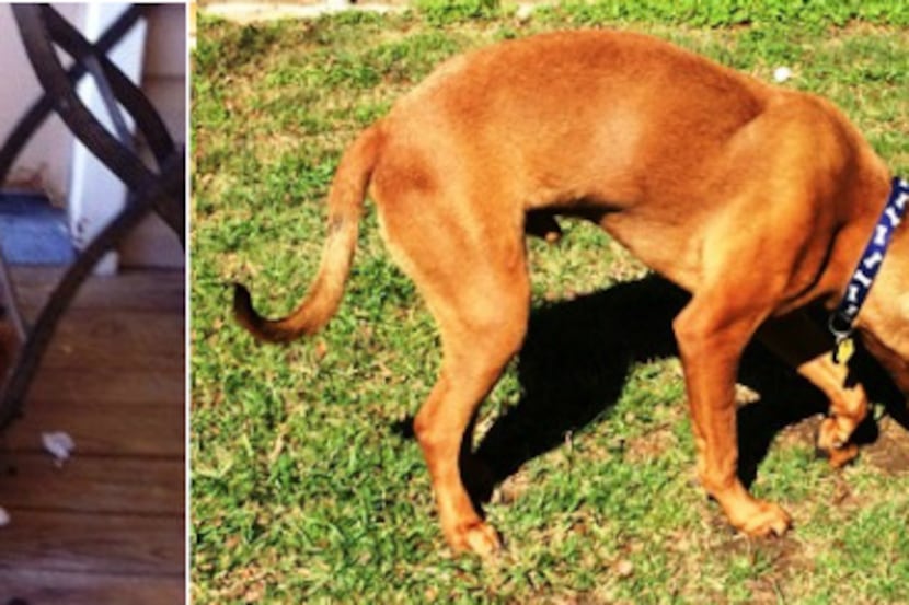 These photos show the dramatic change in a boxer mix named Red who was severely malnourished...